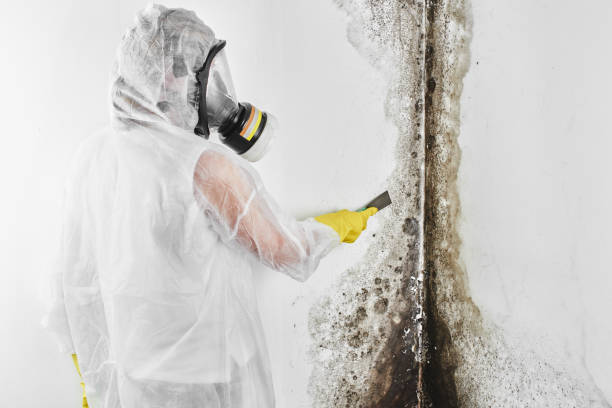 Best Emergency Mold Remediation in Upper Lake, CA