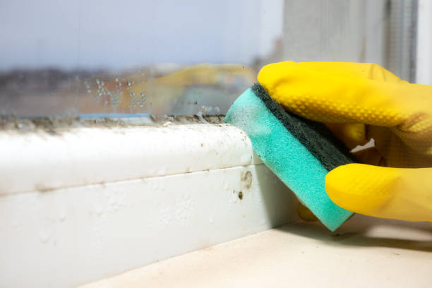 Best Mold Testing and Inspection Services in Upper Lake, CA