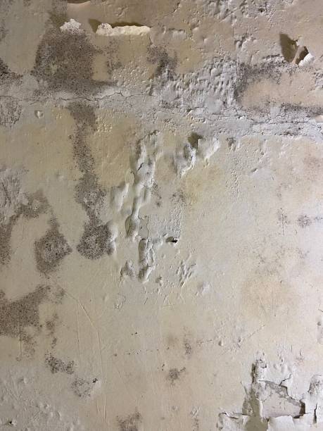 Best Basement Mold Remediation in Upper Lake, CA