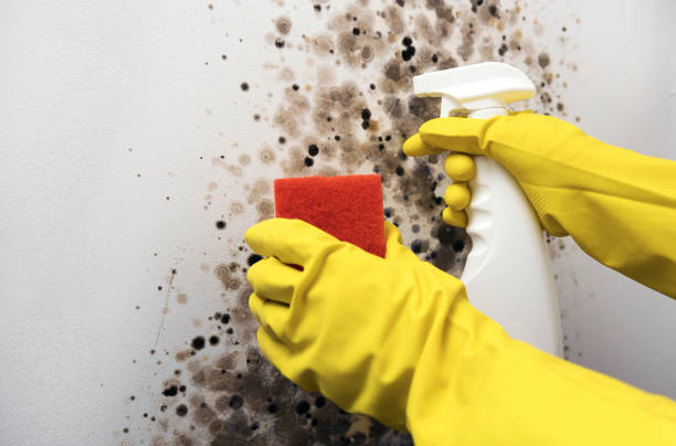 Best HVAC Mold Remediation in Upper Lake, CA